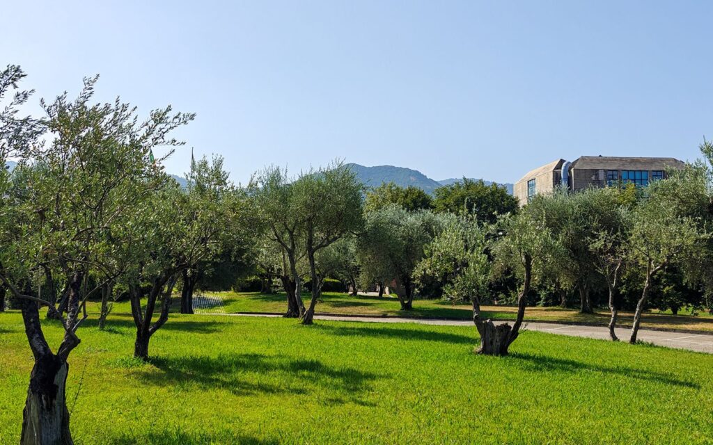 OLIO IN CAMPUS – L’OLIO UNISA: dagli ulivi presenti nel Campus nascerà una produzione speciale di olio